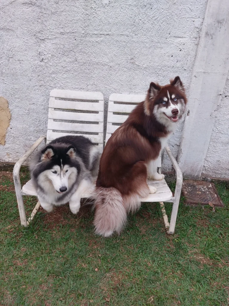 Dois akitas sentados em um banco