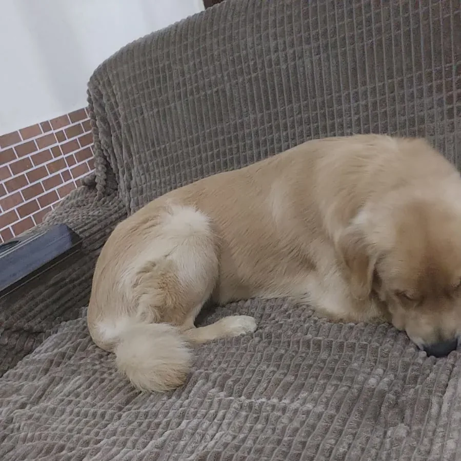 Filhote de labrador dormindo no sofá